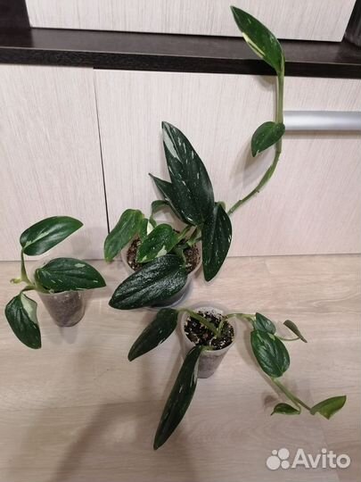 Сциндапсус Мунлайт, Глобал грин и др