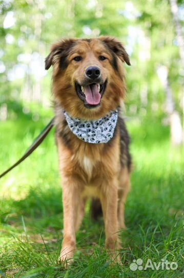 Собаки бесплатно