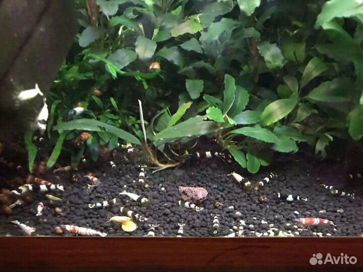 Аквариумные креветки