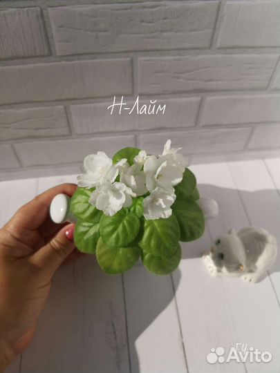 Детки сортовых фиалок