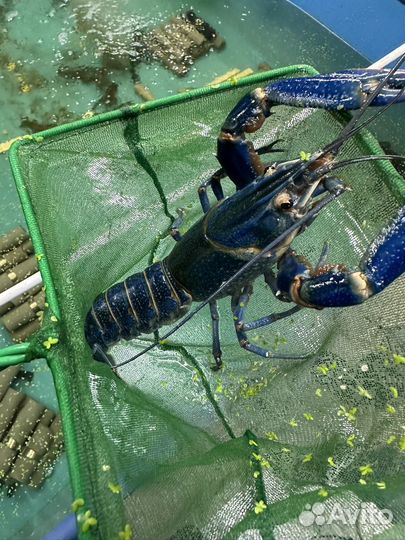 Австралийский рак