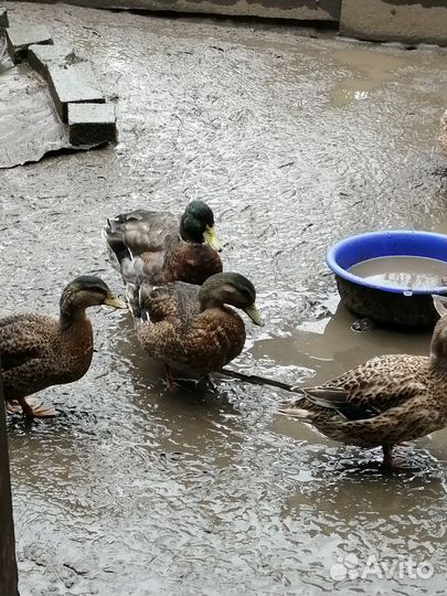 Молодняк птицы