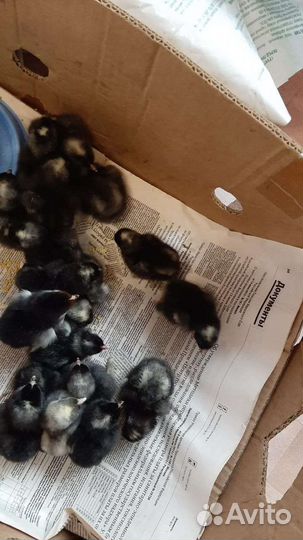 Инкубационное яйцо билефельдер