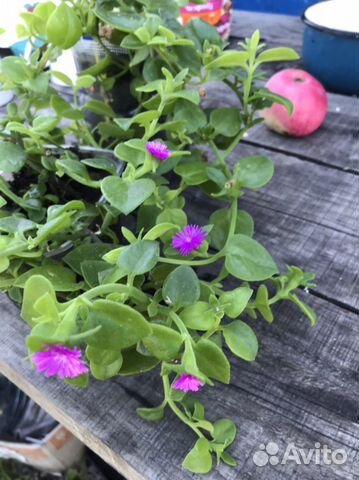 Комнатный цветок