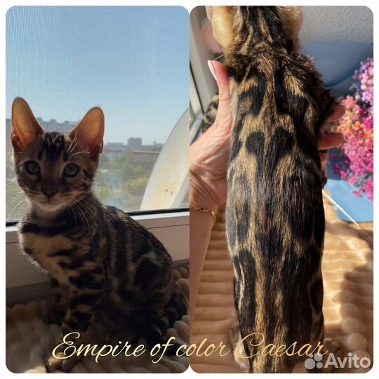 Элитный бенгальский котенок