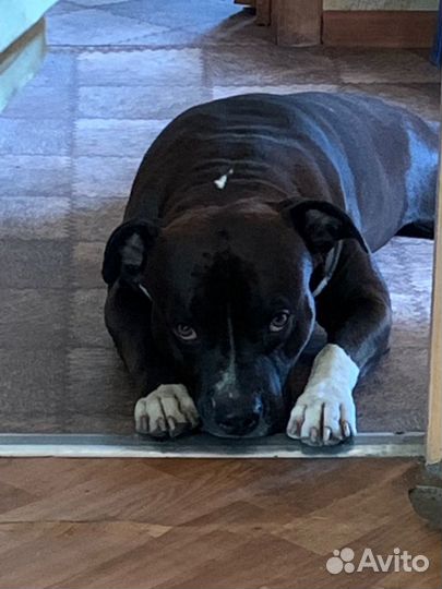 Стаффордширский терьер ищет даму сердца