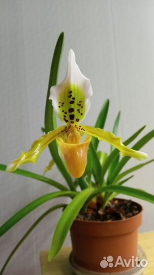 Орхидея Paphiopedilum exul (пафиопедилум беглый)