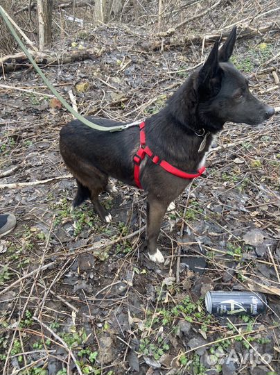 Бесплатно небольшая собака из приюта