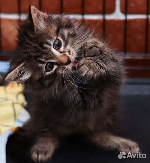 Котята 3 мес