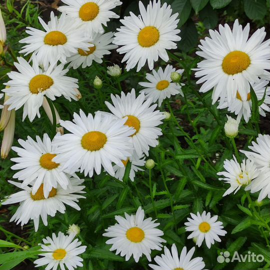 Многолетние ромашки в асс