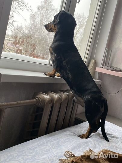 Вязка таксы