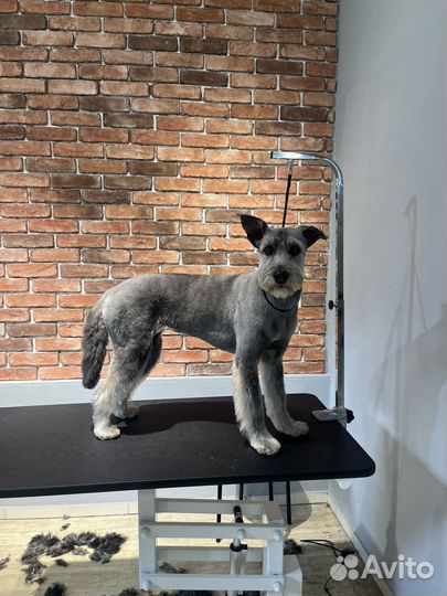 Обучение грумингу