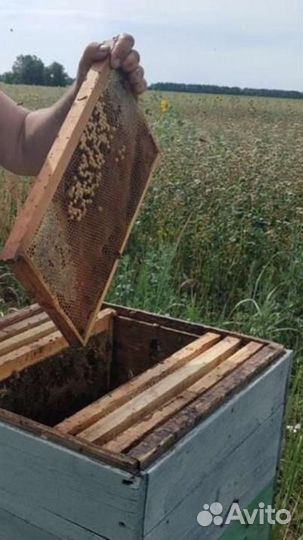 Огнёвка пчелиная(восковая моль)