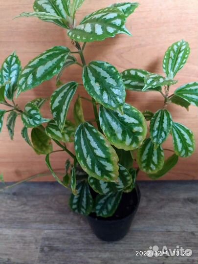 Пилея Кадье, Амариллис (Гиппеаструм)