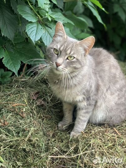 Котик в добрые руки