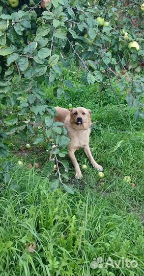 Собака в добрые руки