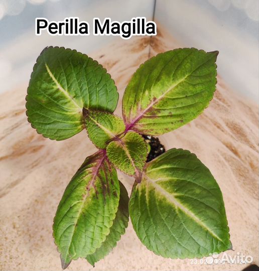 Колеус сортовой