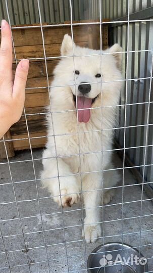 Собаки бесплатно