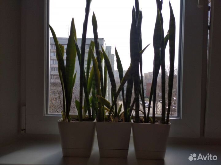 Сансивиерия (щучий хвост)