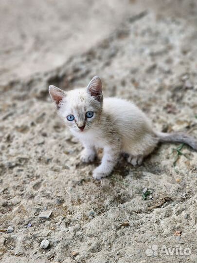 Кошка сиамка