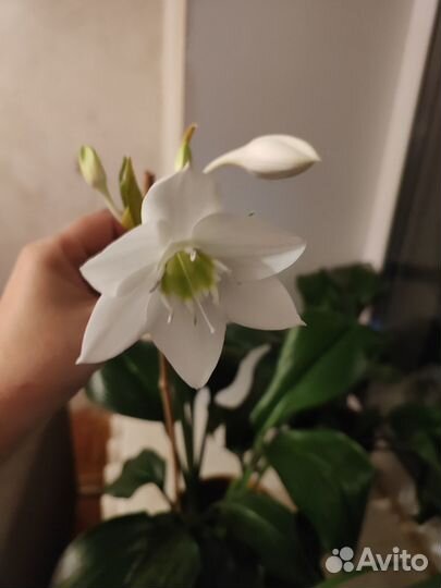 Эухарис амазонская лилия