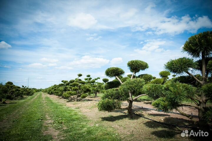 Бонсай из сосны и лиственницы