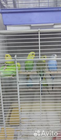 Волнистый попугай