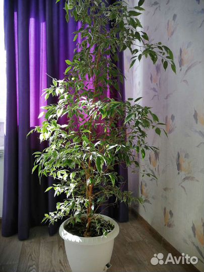 Фикус бенджамина