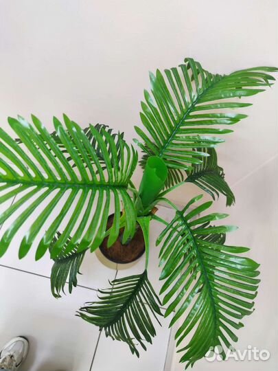 Декоративная пальма