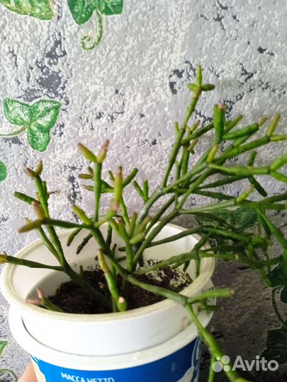 Продам цветы комнатные