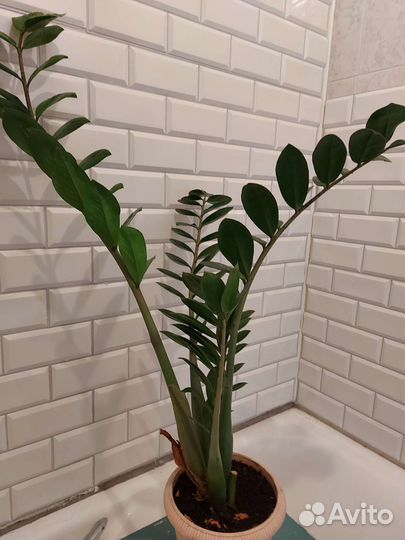 Спатифиллюм, замиокулькас