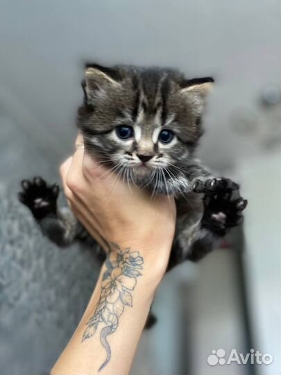 Котята