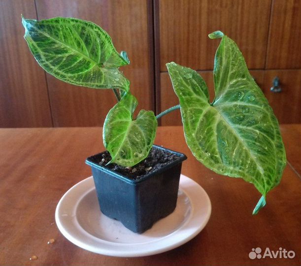 Комнатные растения и цветы