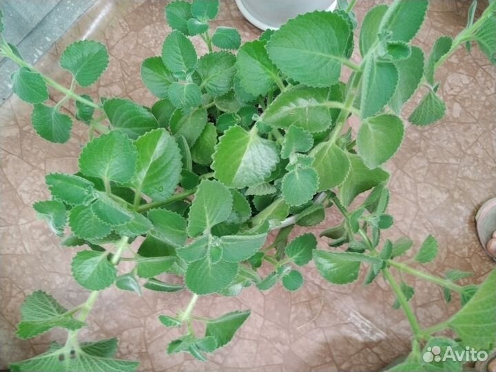 Комнатная мята