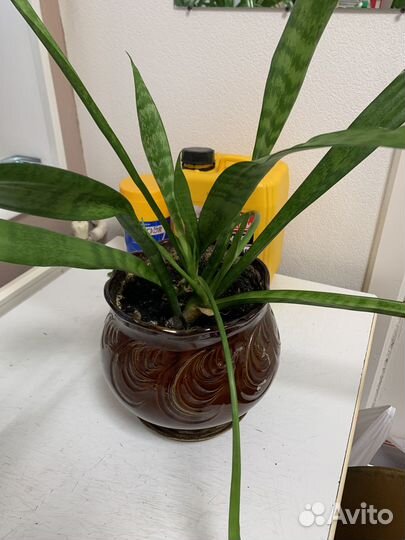 Сансевиерия (щучий хвост)в керамическом горшке