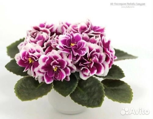 Фиалка детки