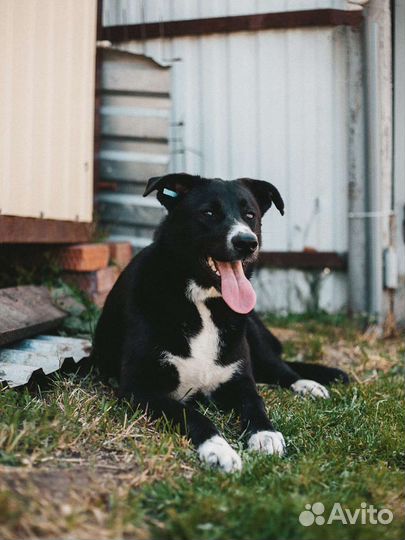 Собака в добрые руки отдам бесплатно