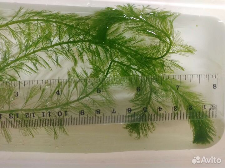 Растения для аквариума