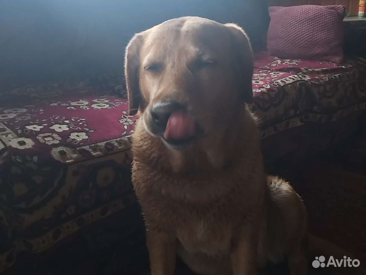 Собака