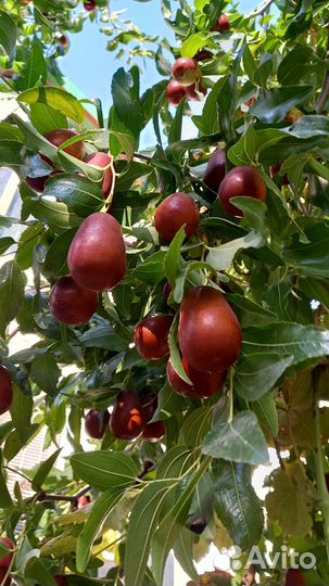 Саженцы Зизифуса и другие саженцы