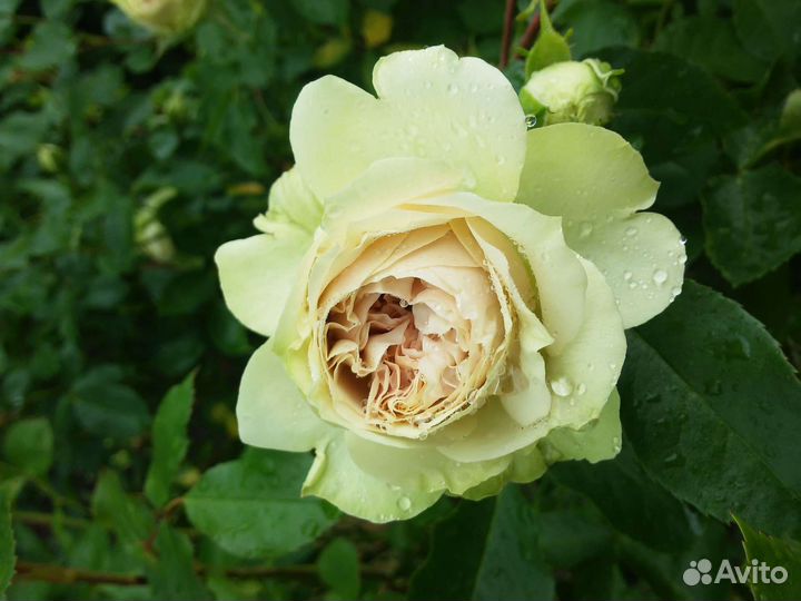 Саженцы розы лавли Грин
