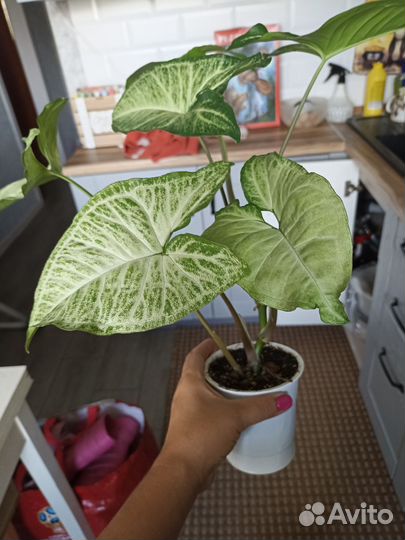 Сингониум вайт баттерфляй