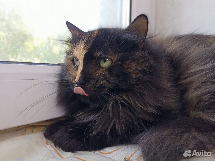 Кошка в дар