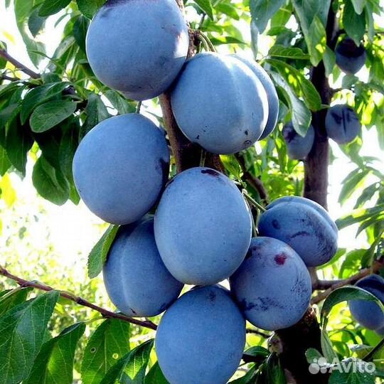 Плодовые деревья и кустарники, саженцы