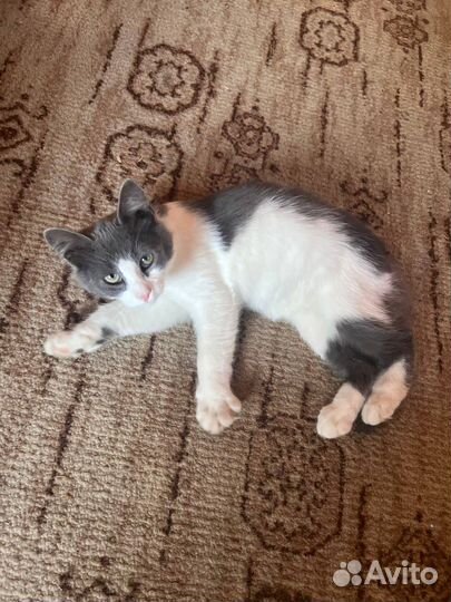 Котята даром 4 месяца