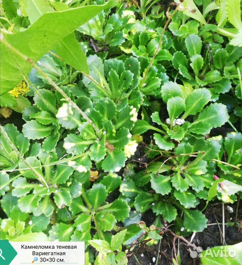 Почвопокровные растения