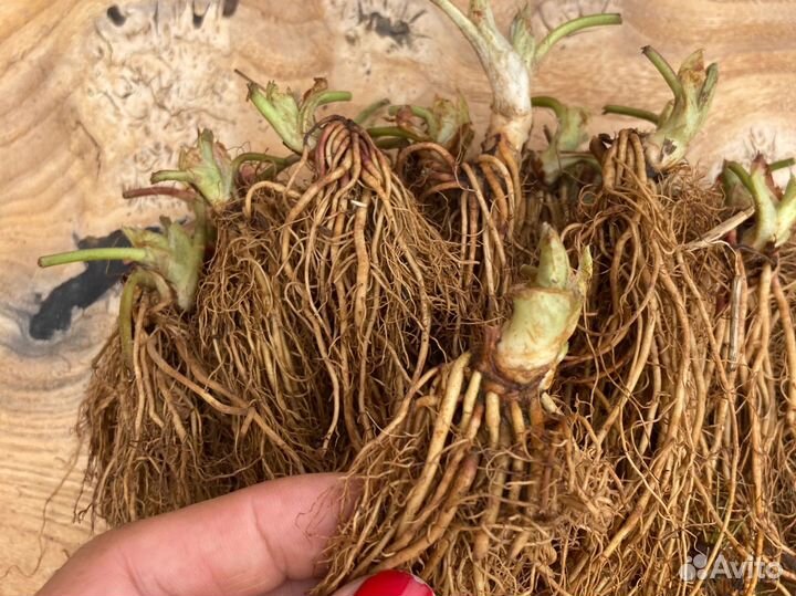 Саженцы клубники фриго оптом и в розницу