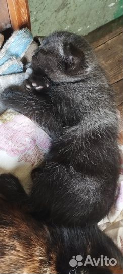 Кошка в дар бесплатно