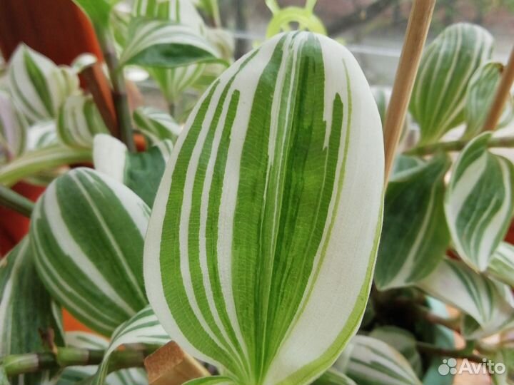 Традесканция крупнолистовая