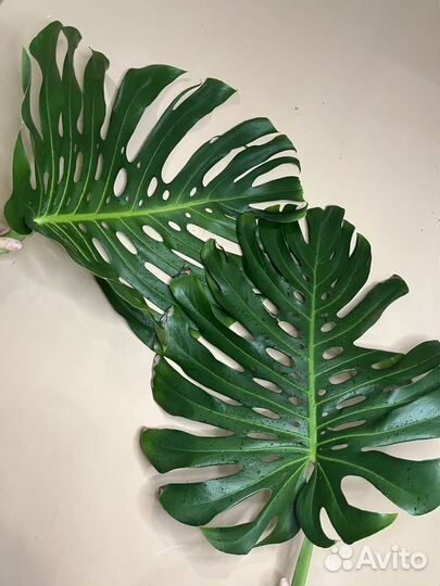 Крупная форма монстера